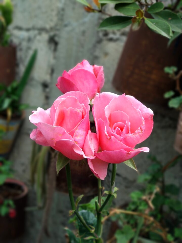 Pink roses flowers Free photos
