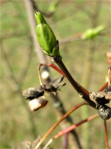 Knospen und Früchte vom Gewöhnlichen Spindelstrauch oder Pfaffenhütchen (Euonymus europaeus) in Hockenheim