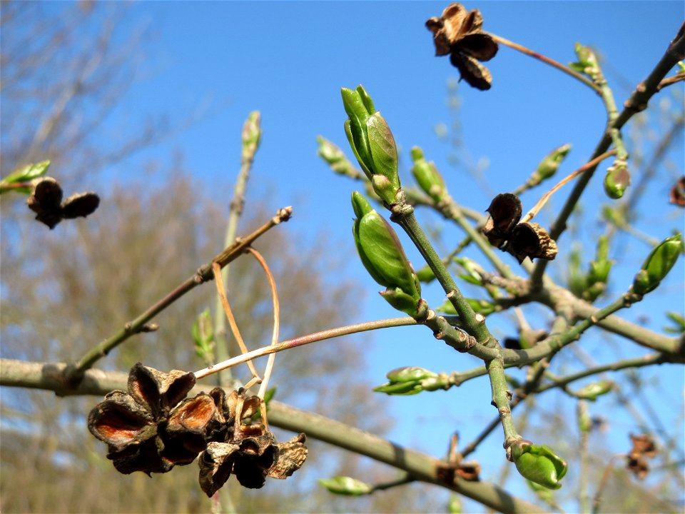 Knospen und Früchte vom Gewöhnlichen Spindelstrauch oder Pfaffenhütchen (Euonymus europaeus) in Hockenheim