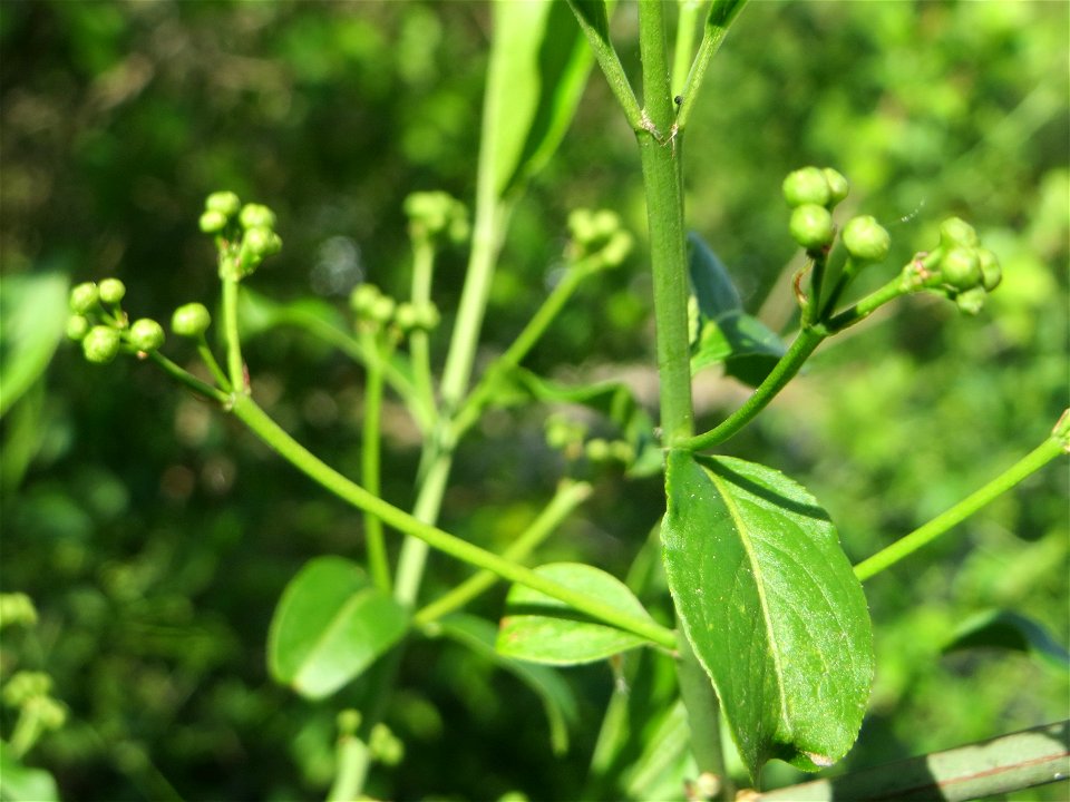 Gewöhnlicher Spindelstrauch oder Pfaffenhütchen (Euonymus europaeus) im Landschaftsschutzgebiet „Tabakmühlental - Oberster Weiher“ im Almet in Sankt Arnual
