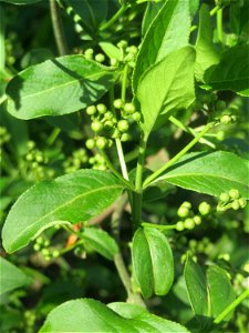 Gewöhnlicher Spindelstrauch oder Pfaffenhütchen (Euonymus europaeus) im Landschaftsschutzgebiet „Tabakmühlental - Oberster Weiher“ im Almet in Sankt Arnual