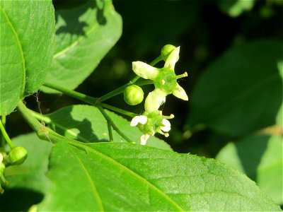 Blüte vom Gewöhnlichen Spindelstrauch oder Pfaffenhütchen (Euonymus europaeus) in Hockenheim