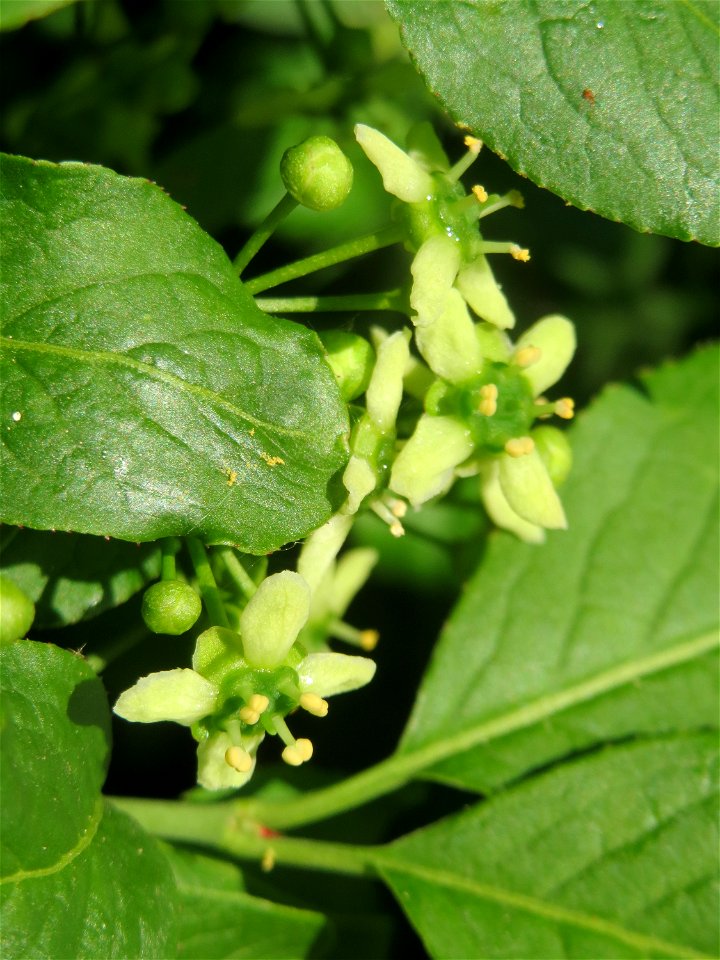 Blüte vom Gewöhnlichen Spindelstrauch oder Pfaffenhütchen (Euonymus europaeus) in Hockenheim
