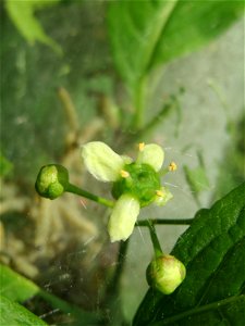 Blüte vom Gewöhnlichen Spindelstrauch oder Pfaffenhütchen (Euonymus europaeus) in Hockenheim