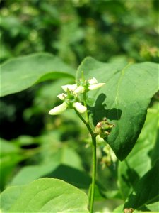 Gewöhnlicher Spindelstrauch oder Pfaffenhütchen (Euonymus europaeus) in Hockenheim