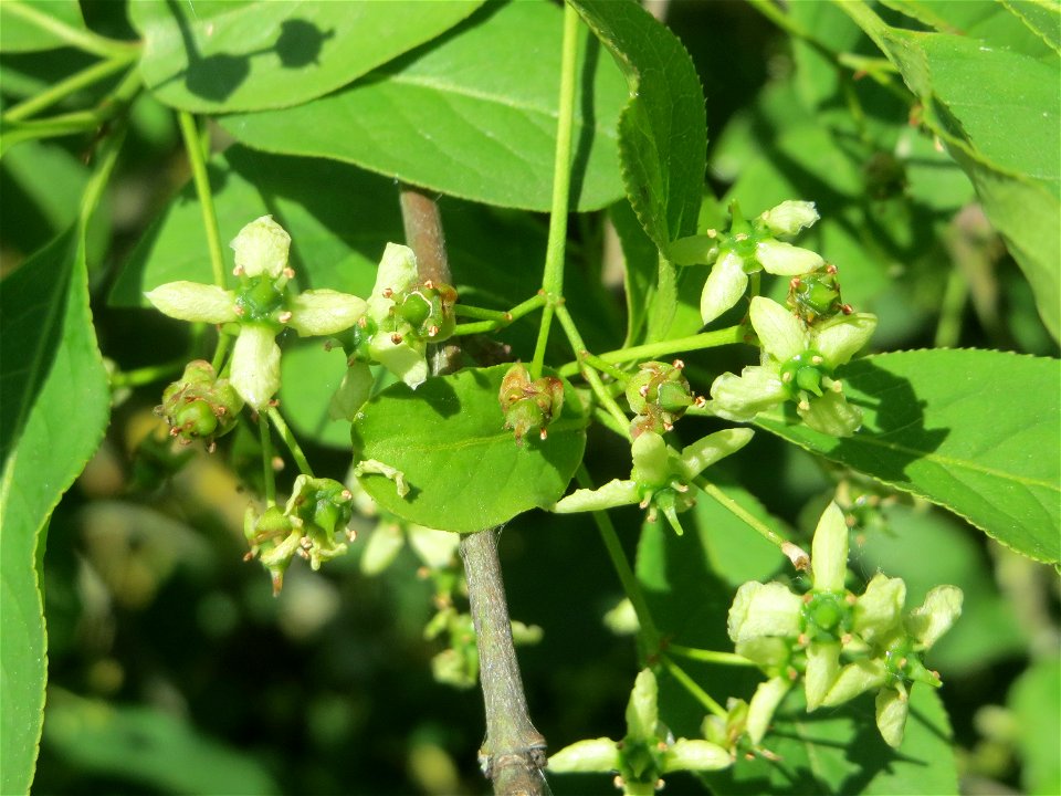 Gewöhnlicher Spindelstrauch oder Pfaffenhütchen (Euonymus europaeus) in Hockenheim