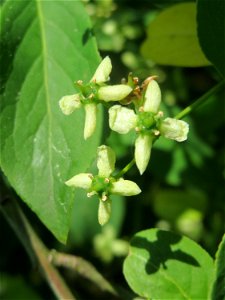 Gewöhnlicher Spindelstrauch oder Pfaffenhütchen (Euonymus europaeus) in Hockenheim