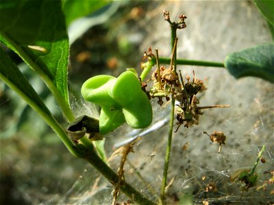 Gewöhnlicher Spindelstrauch oder Pfaffenhütchen (Euonymus europaeus) in Hockenheim - die Gespinstmotte hat den Strauch verlassen und er erholt sich allmählich wieder