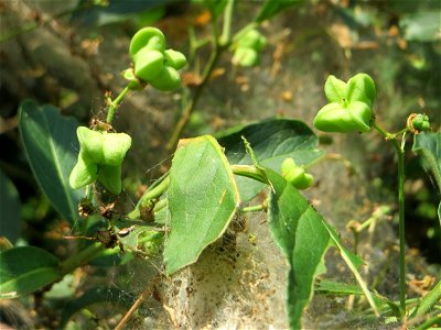 Gewöhnlicher Spindelstrauch oder Pfaffenhütchen (Euonymus europaeus) in Hockenheim - die Gespinstmotte hat den Strauch verlassen und er erholt sich allmählich wieder