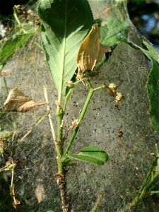 Gewöhnlicher Spindelstrauch oder Pfaffenhütchen (Euonymus europaeus) in Hockenheim - die Gespinstmotte hat den Strauch verlassen und er erholt sich allmählich wieder photo