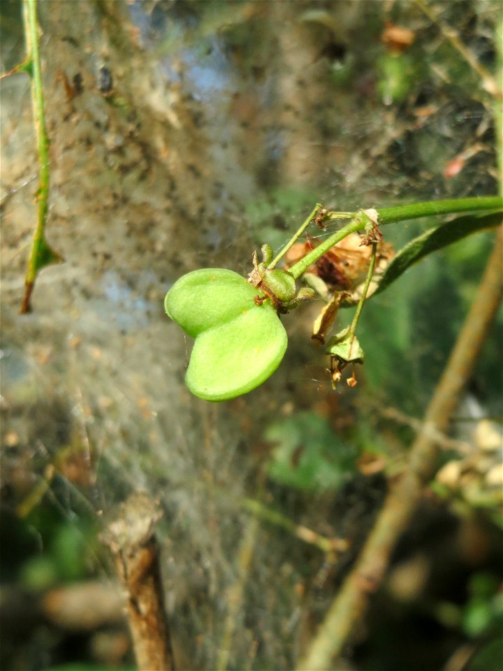 Gewöhnlicher Spindelstrauch oder Pfaffenhütchen (Euonymus europaeus) in Hockenheim - die Gespinstmotte hat den Strauch verlassen und er erholt sich allmählich wieder