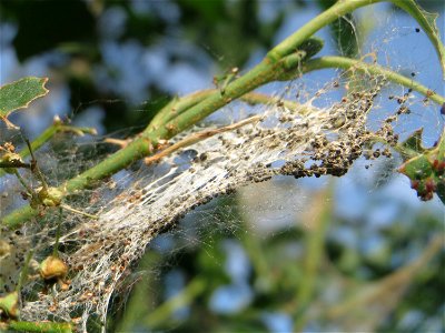 Gewöhnlicher Spindelstrauch oder Pfaffenhütchen (Euonymus europaeus) in Hockenheim - die Gespinstmotte hat den Strauch verlassen und er erholt sich allmählich wieder photo