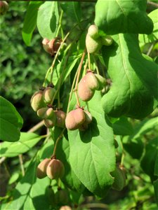 noch unreife Früchte vom Gewöhnlichen Spindelstrauch oder Pfaffenhütchen (Euonymus europaeus) an der A61 bei Hockenheim