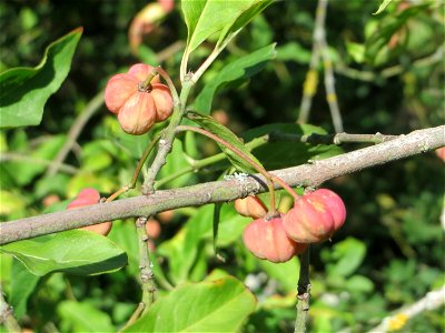 heranreifende Früchte vom Gewöhnlichen Spindelstrauch oder Pfaffenhütchen (Euonymus europaeus) an der A61 bei Hockenheim