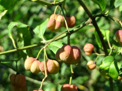 heranreifende Früchte vom Gewöhnlichen Spindelstrauch oder Pfaffenhütchen (Euonymus europaeus) an der A61 bei Hockenheim