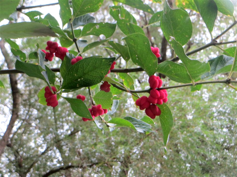 Gewöhnlicher Spindelstrauch oder Pfaffenhütchen (Euonymus europaeus) am Winterberg in Sankt Arnual