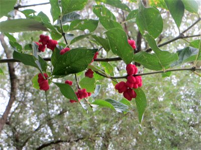 Gewöhnlicher Spindelstrauch oder Pfaffenhütchen (Euonymus europaeus) am Winterberg in Sankt Arnual