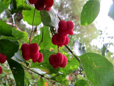 Gewöhnlicher Spindelstrauch oder Pfaffenhütchen (Euonymus europaeus) am Winterberg in Sankt Arnual