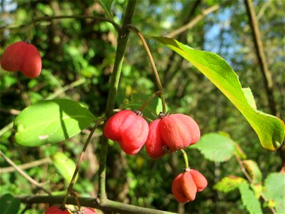 Gewöhnlicher Spindelstrauch oder Pfaffenhütchen (Euonymus europaeus) auf dem Feldherrenhügel, Teilgebiet vom Naturschutzgebiet „Oftersheimer Dünen“