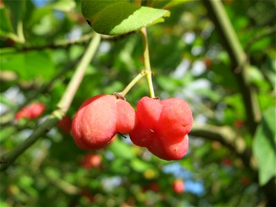 Gewöhnlicher Spindelstrauch oder Pfaffenhütchen (Euonymus europaeus) auf dem Feldherrenhügel, Teilgebiet vom Naturschutzgebiet „Oftersheimer Dünen“