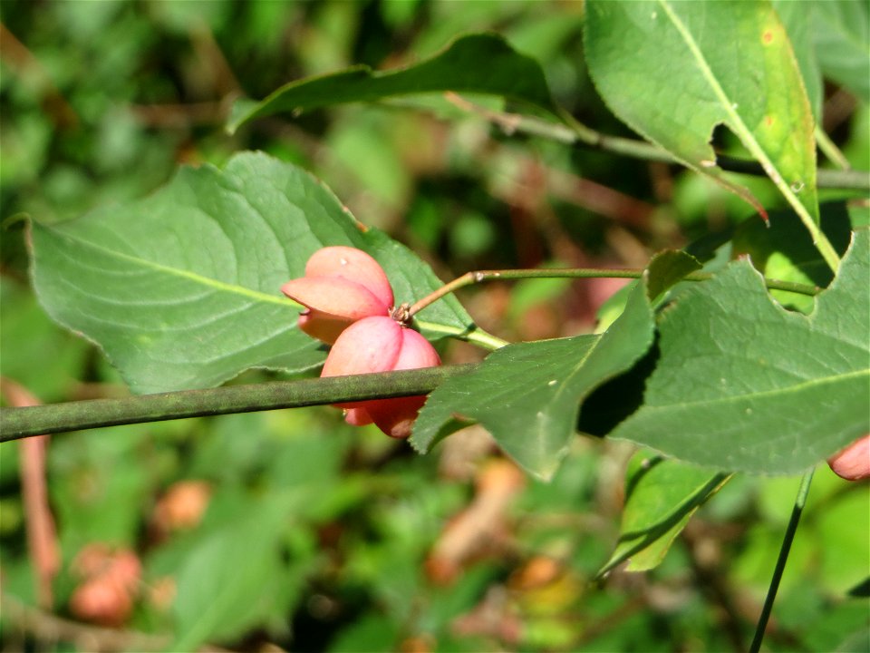 Gewöhnlicher Spindelstrauch oder Pfaffenhütchen (Euonymus europaeus) in der Schwetzinger Hardt