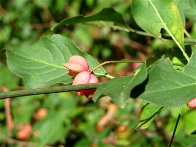 Gewöhnlicher Spindelstrauch oder Pfaffenhütchen (Euonymus europaeus) in der Schwetzinger Hardt