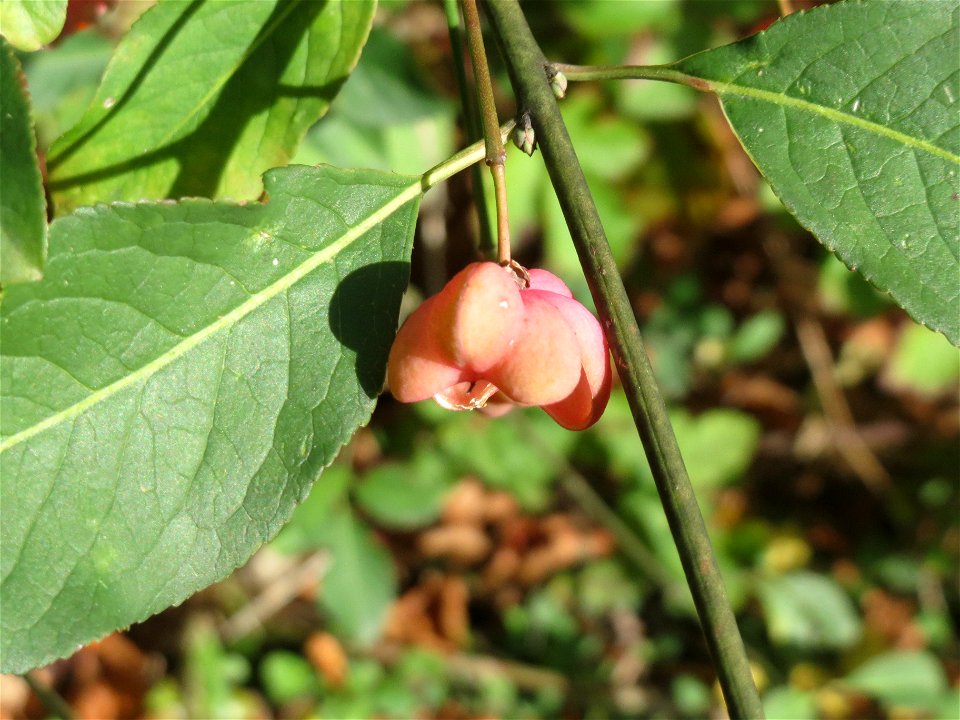 Gewöhnlicher Spindelstrauch oder Pfaffenhütchen (Euonymus europaeus) in der Schwetzinger Hardt