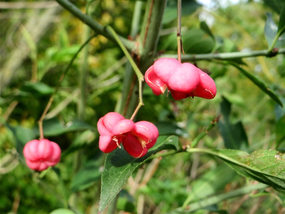Gewöhnlicher Spindelstrauch oder Pfaffenhütchen (Euonymus europaeus) im Naturschutzgebiet „Alter Bahndamm“ im Hockenheimer Rheinbogen