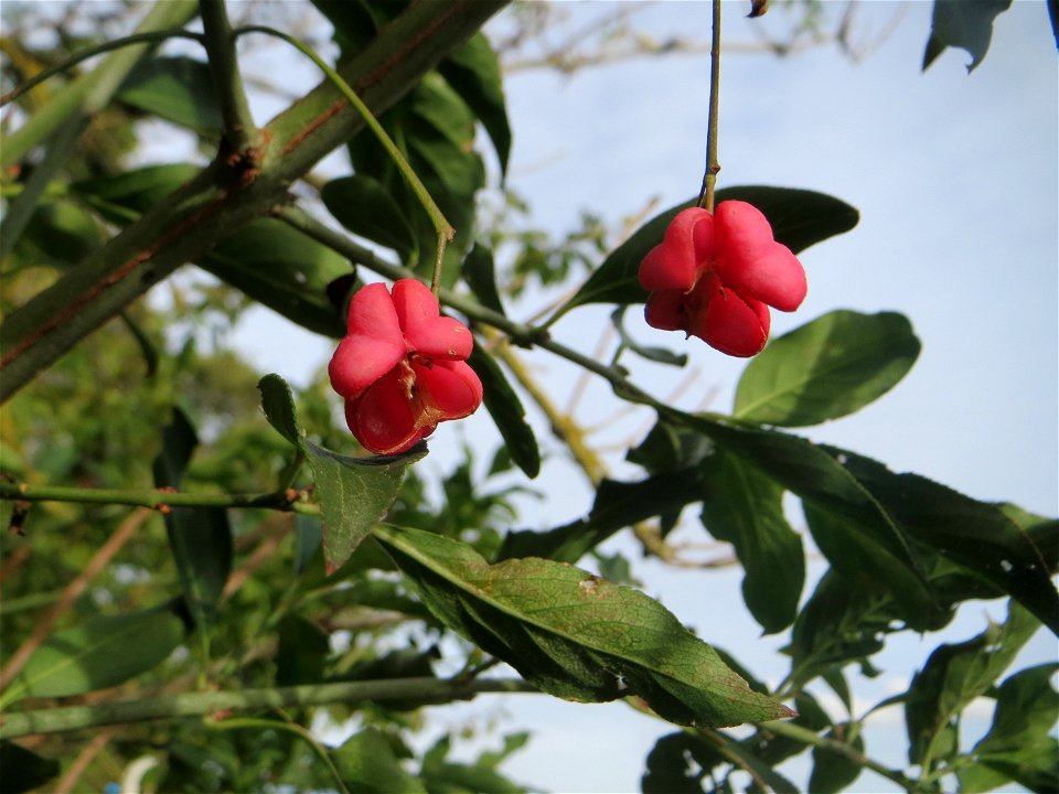 Gewöhnlicher Spindelstrauch oder Pfaffenhütchen (Euonymus europaeus) im Naturschutzgebiet „Alter Bahndamm“ im Hockenheimer Rheinbogen
