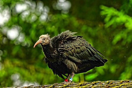Northern bald ibis young bird wild