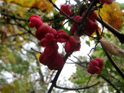 Gewöhnlicher Spindelstrauch oder Pfaffenhütchen (Euonymus europaeus) im Deutschmühlental in Alt-Saarbrücken
