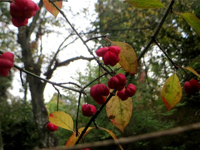 Gewöhnlicher Spindelstrauch oder Pfaffenhütchen (Euonymus europaeus) im Deutschmühlental in Alt-Saarbrücken