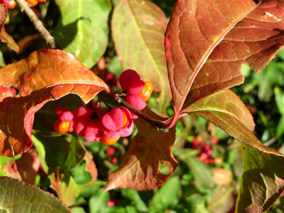 Gewöhnlicher Spindelstrauch oder Pfaffenhütchen (Euonymus europaeus) in Hockenheim