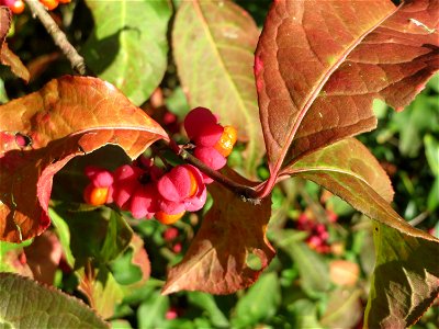 Gewöhnlicher Spindelstrauch oder Pfaffenhütchen (Euonymus europaeus) in Hockenheim