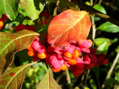 Gewöhnlicher Spindelstrauch oder Pfaffenhütchen (Euonymus europaeus) in Hockenheim