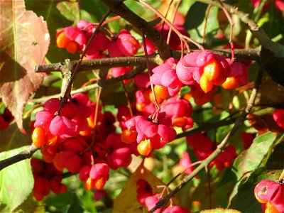 Gewöhnlicher Spindelstrauch oder Pfaffenhütchen (Euonymus europaeus) in Hockenheim