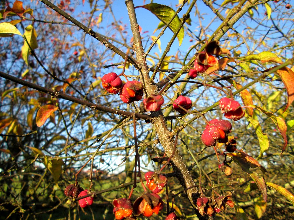 Gewöhnlicher Spindelstrauch oder Pfaffenhütchen (Euonymus europaeus) bei Hockenheim