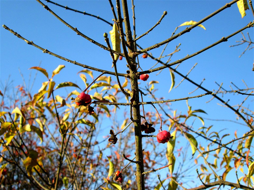 Gewöhnlicher Spindelstrauch oder Pfaffenhütchen (Euonymus europaeus) bei Hockenheim - im fortgeschrittenen Herbst einer der wenigen Farbtupfer in der Natur