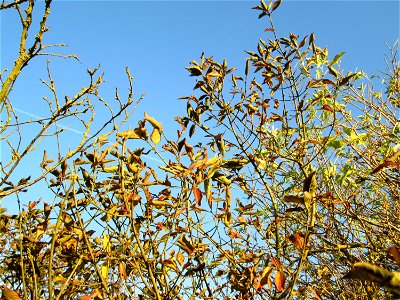 Gewöhnlicher Spindelstrauch oder Pfaffenhütchen (Euonymus europaeus) in der Oberen Rott bei Hockenheim