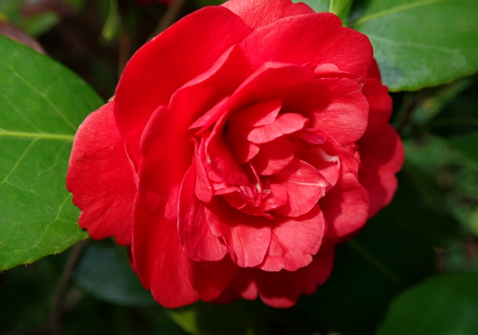 Spring garden nature