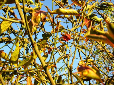 Gewöhnlicher Spindelstrauch oder Pfaffenhütchen (Euonymus europaeus) in der Oberen Rott bei Hockenheim - in dem Gewirr stecken noch andere Sträucher