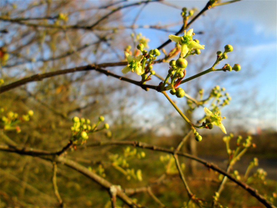 Gewöhnlicher Spindelstrauch oder Pfaffenhütchen (Euonymus europaeus) an der A61 bei Hockenheim - neigt im Herbst manchmal zu einer zweiten Blüte