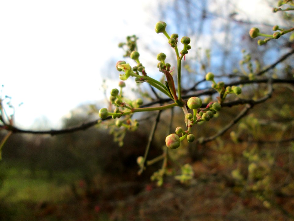 Gewöhnlicher Spindelstrauch oder Pfaffenhütchen (Euonymus europaeus) an der A61 bei Hockenheim - neigt im Herbst manchmal zu einer zweiten Blüte