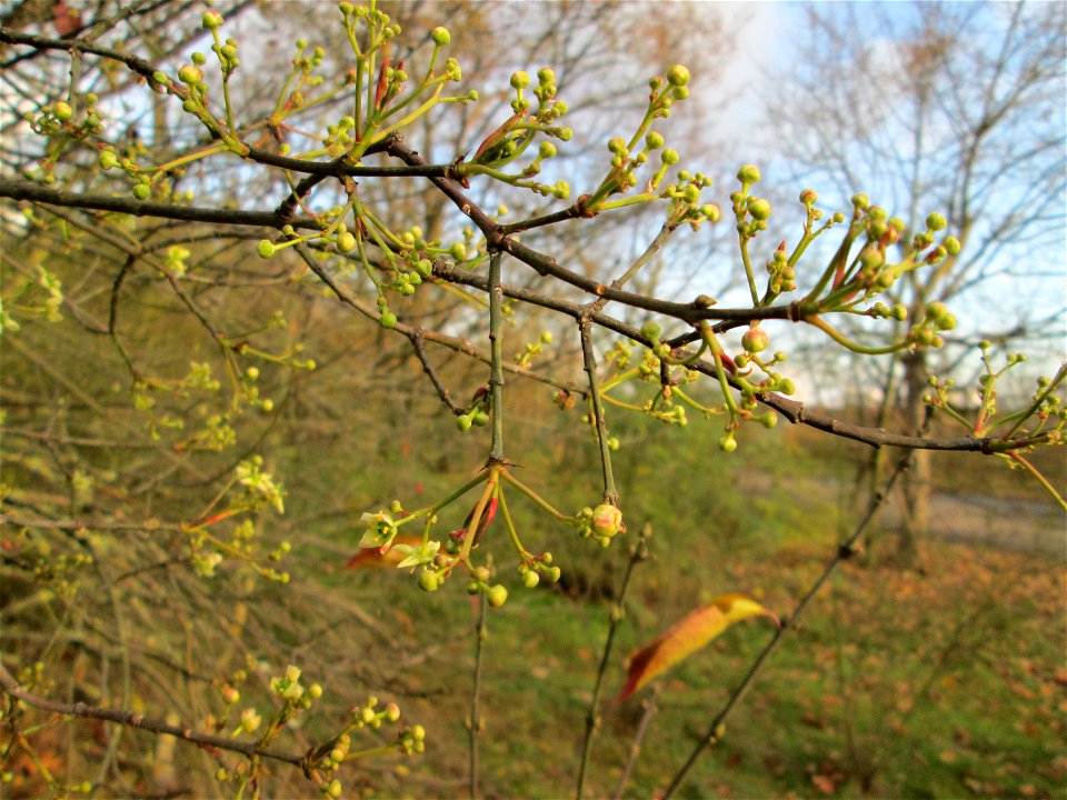 Gewöhnlicher Spindelstrauch oder Pfaffenhütchen (Euonymus europaeus) an der A61 bei Hockenheim - neigt im Herbst manchmal zu einer zweiten Blüte