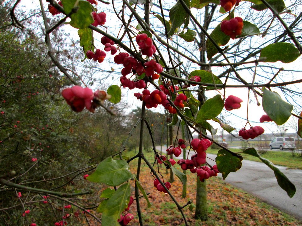 Gewöhnlicher Spindelstrauch oder Pfaffenhütchen (Euonymus europaeus) an der Böschung der A61 bei Hockenheim