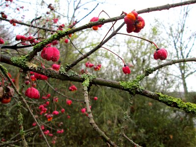 Gewöhnlicher Spindelstrauch oder Pfaffenhütchen (Euonymus europaeus) an der Böschung der A61 bei Hockenheim