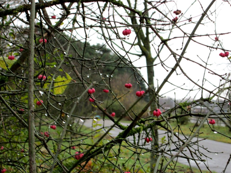 Gewöhnlicher Spindelstrauch oder Pfaffenhütchen (Euonymus europaeus) an der Böschung der A61 bei Hockenheim