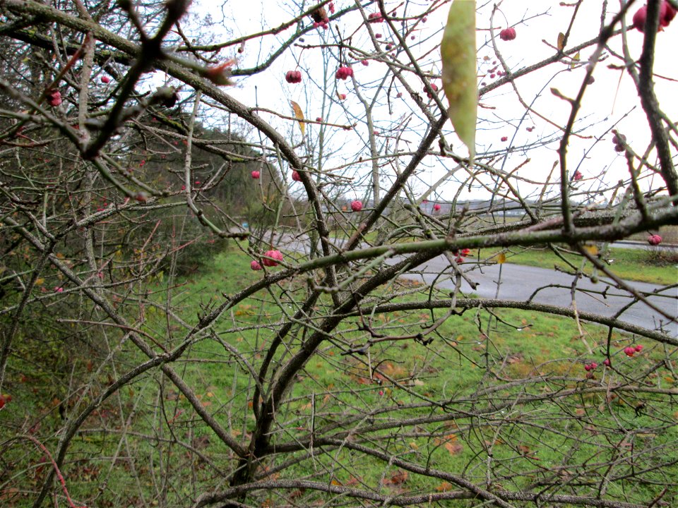 Gewöhnlicher Spindelstrauch oder Pfaffenhütchen (Euonymus europaeus) an der Böschung der A61 bei Hockenheim