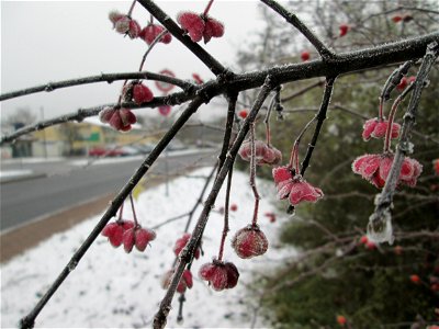 Vereister Gewöhnlicher Spindelstrauch oder Pfaffenhütchen (Euonymus europaeus) am Stadtrand von Hockenheim nach dem Wintereinbruch am 1. Dezember 2017