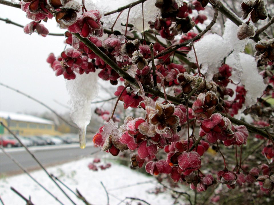 Vereister Gewöhnlicher Spindelstrauch oder Pfaffenhütchen (Euonymus europaeus) am Stadtrand von Hockenheim nach dem Wintereinbruch am 1. Dezember 2017